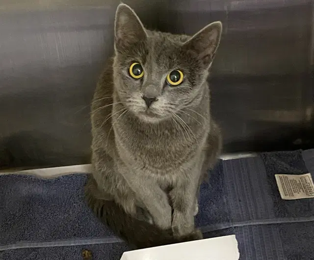 Firefly - Domestic Short Hair