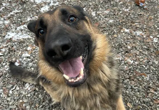 Koda - German Shepherd Dog