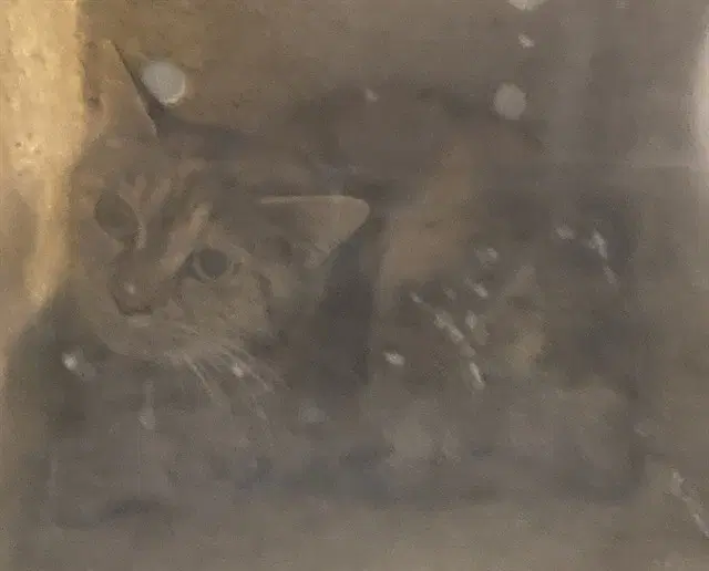 Snickers - Domestic Medium Hair