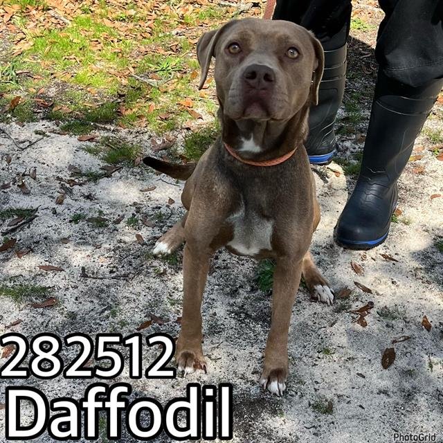 adoptable Dog in Macon, GA named DAFFODIL