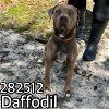 adoptable Dog in macon, GA named DAFFODIL