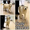 adoptable Dog in macon, GA named CURLY