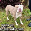 adoptable Dog in macon, GA named INDIANA BONES