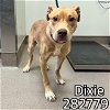 adoptable Dog in macon, GA named DIXIE