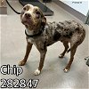 adoptable Dog in  named CHIP