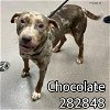 adoptable Dog in macon, GA named CHOCOLATE
