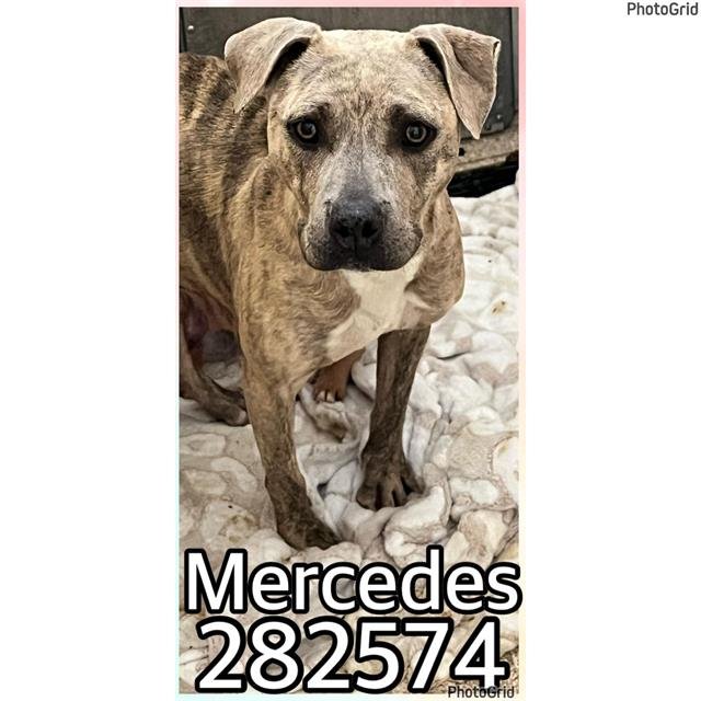 adoptable Dog in Macon, GA named MERCEDES