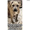 adoptable Dog in macon, GA named MERCEDES