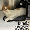 adoptable Cat in macon, GA named MARK