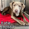 adoptable Dog in macon, GA named KATIE