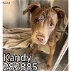 adoptable Dog in macon, GA named KANDY