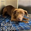 adoptable Dog in macon, GA named KALLIE