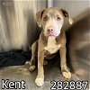 adoptable Dog in macon, GA named KENT