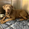 adoptable Dog in macon, GA named KANAN