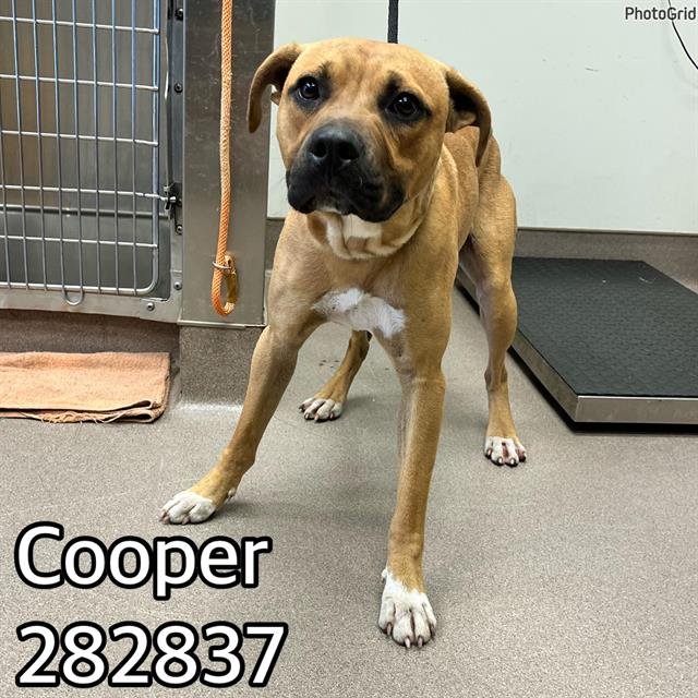 adoptable Dog in Macon, GA named COOPER