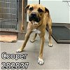 adoptable Dog in macon, GA named COOPER