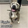 adoptable Dog in macon, GA named BIGGIE