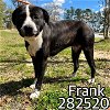 adoptable Dog in macon, GA named FRANK