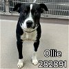 adoptable Dog in macon, GA named OLLIE