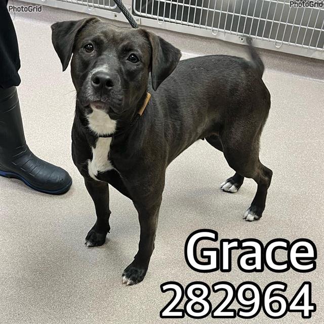 adoptable Dog in Macon, GA named GRACE