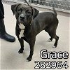 adoptable Dog in macon, GA named GRACE