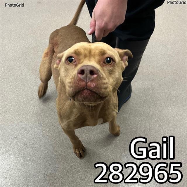 adoptable Dog in Macon, GA named GAIL