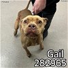 adoptable Dog in macon, GA named GAIL