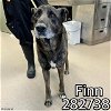 adoptable Dog in macon, GA named FINN