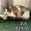 adoptable Cat in macon, GA named FIFI