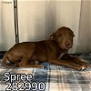 adoptable Dog in  named SPREE