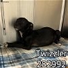 adoptable Dog in  named TWIZZLER