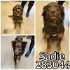 adoptable Dog in  named SADIE