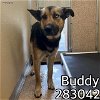 adoptable Dog in macon, GA named BUDDY