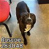 adoptable Dog in  named ROSCO