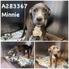 adoptable Dog in Macon, GA named MINNIE