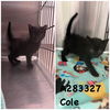 adoptable Cat in Macon, GA named COLE