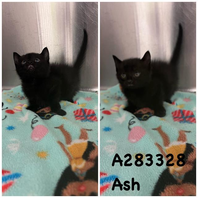 adoptable Cat in Macon, GA named ASH