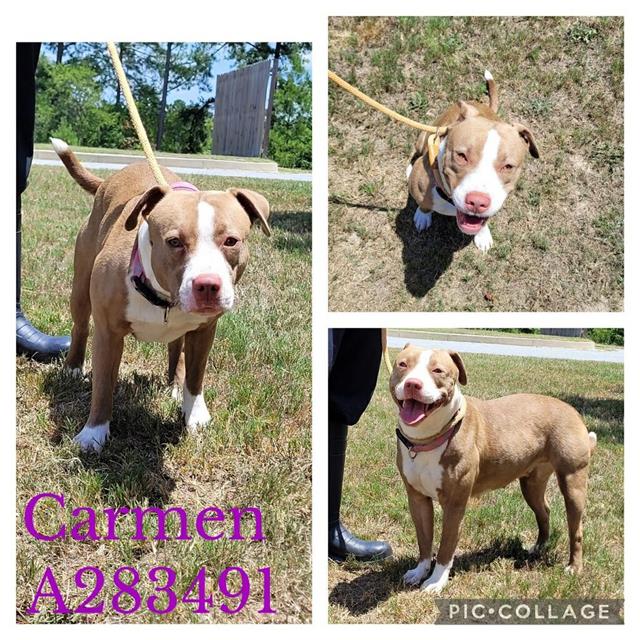 adoptable Dog in Macon, GA named CARMEN