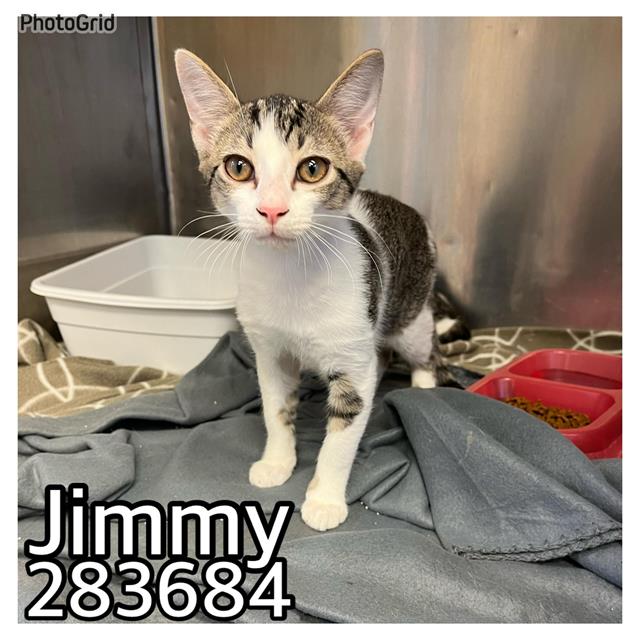 adoptable Cat in Macon, GA named JIMMY