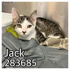 adoptable Cat in Macon, GA named JACK