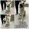 adoptable Dog in Macon, GA named BETH