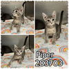 adoptable Cat in Macon, GA named PIPER