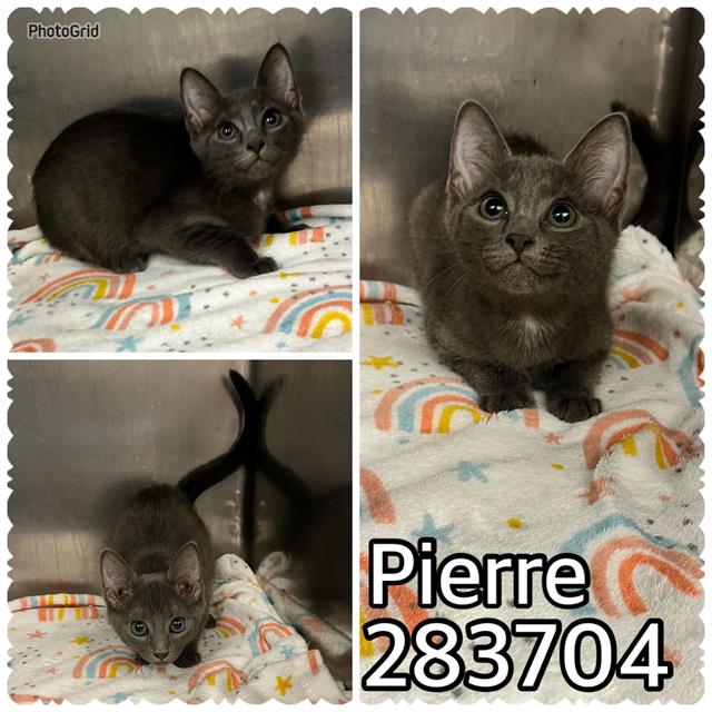 adoptable Cat in Macon, GA named PIERRE