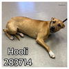 adoptable Dog in Macon, GA named HOOLI