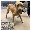 adoptable Dog in Macon, GA named DOUG