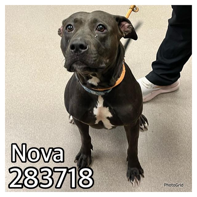 adoptable Dog in Macon, GA named NOVA