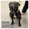 adoptable Dog in Macon, GA named NOVA