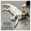 adoptable Dog in Macon, GA named FABIO