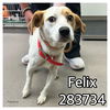 adoptable Dog in Macon, GA named FELIX