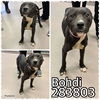 adoptable Dog in Macon, GA named BODHI